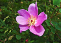 Rosa canina